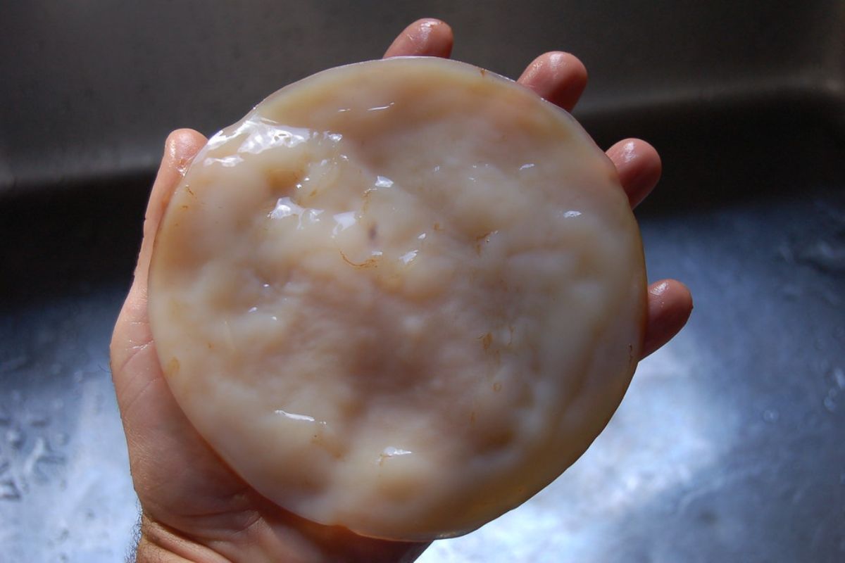 Qué es el scoby: el ‘hongo del té’ al que le debemos la kombucha