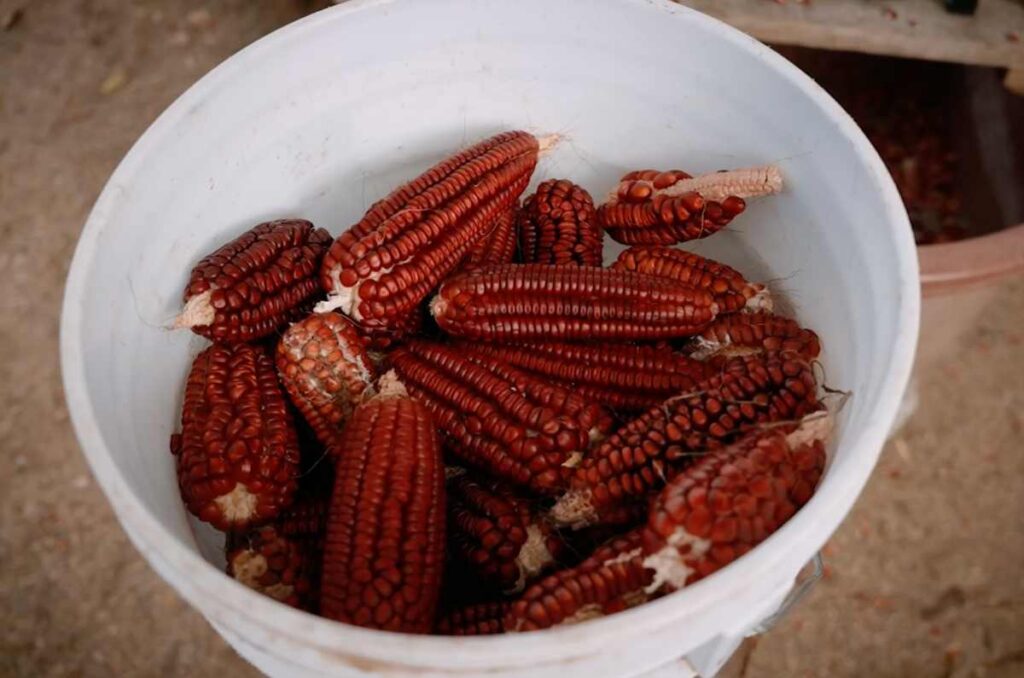 Foto de maíces que crecen en Oaxaca, y que se incluyen en la carta de Tequio