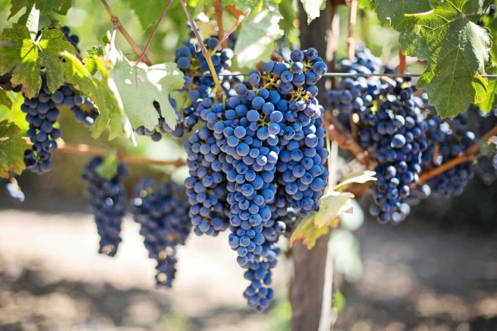 Uva Syrah, una uva francesa estelar dentro de los vinos