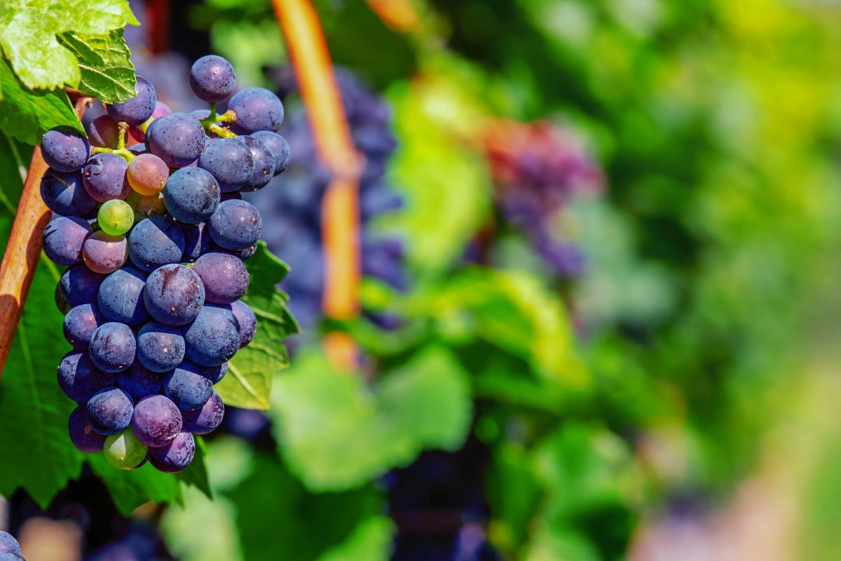 Cultivo de uva syrah. Foto de Canva.