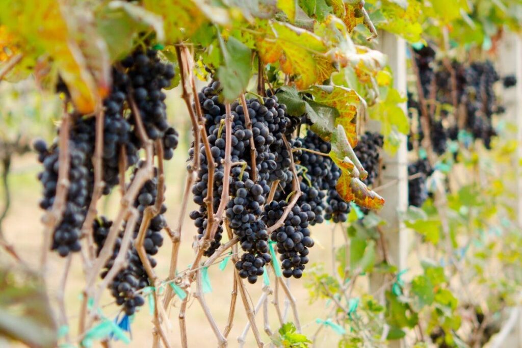 La uva syrah es una de las uvas tintas más populares.