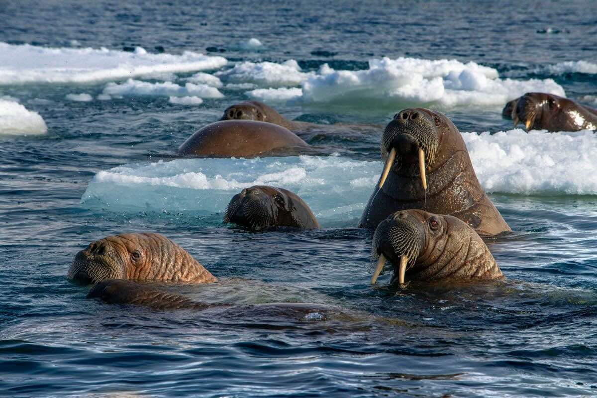 Manada de focas dentro del agua. Foto por Sergi Reboredo.