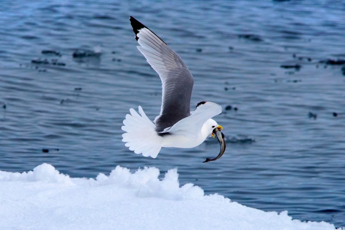 Aves que resguardan el Polo Norte. Foto por Sergi Reboredo.
