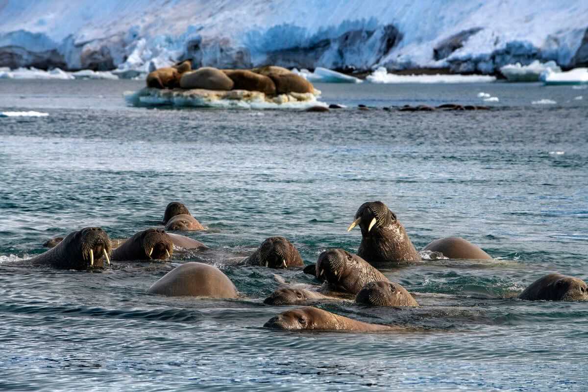 Manada de focas disfrutando del agua. Foto por Sergi Reboredo.