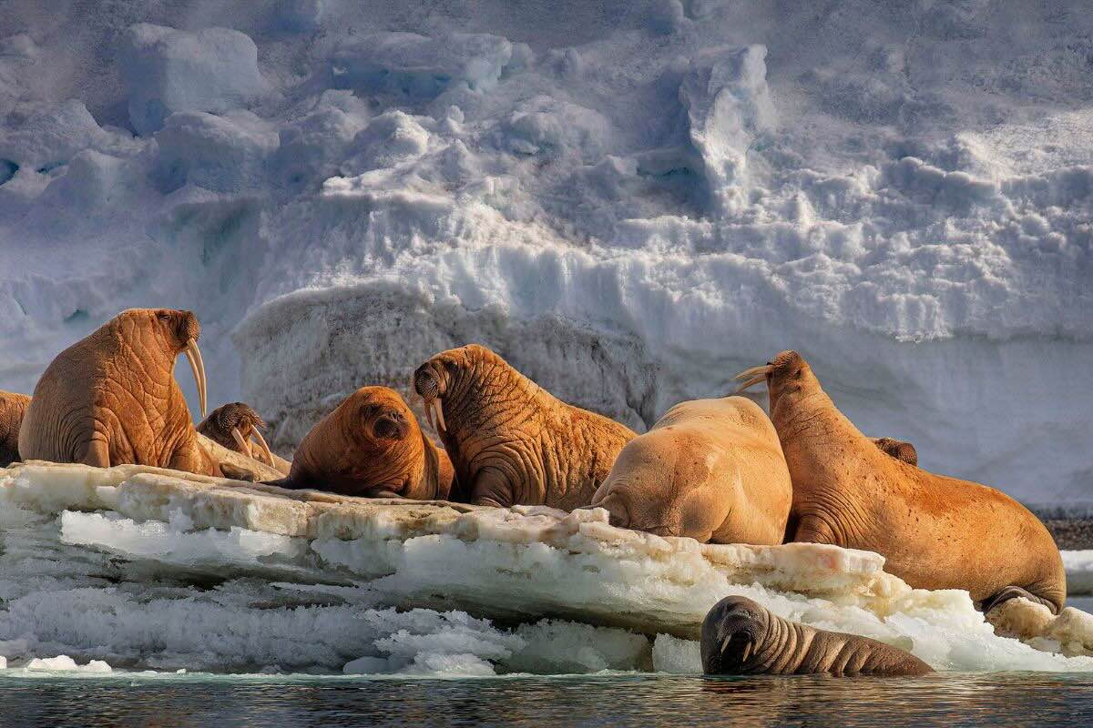 Focas descansando sobre hielo. Foto por Sergi Reboredo.