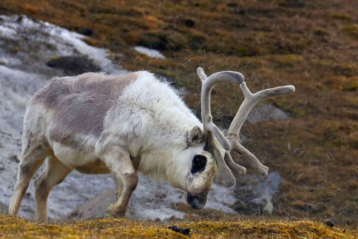 Hábitat de los renos en el Polo Norte. Foto por Sergi Reboredo.