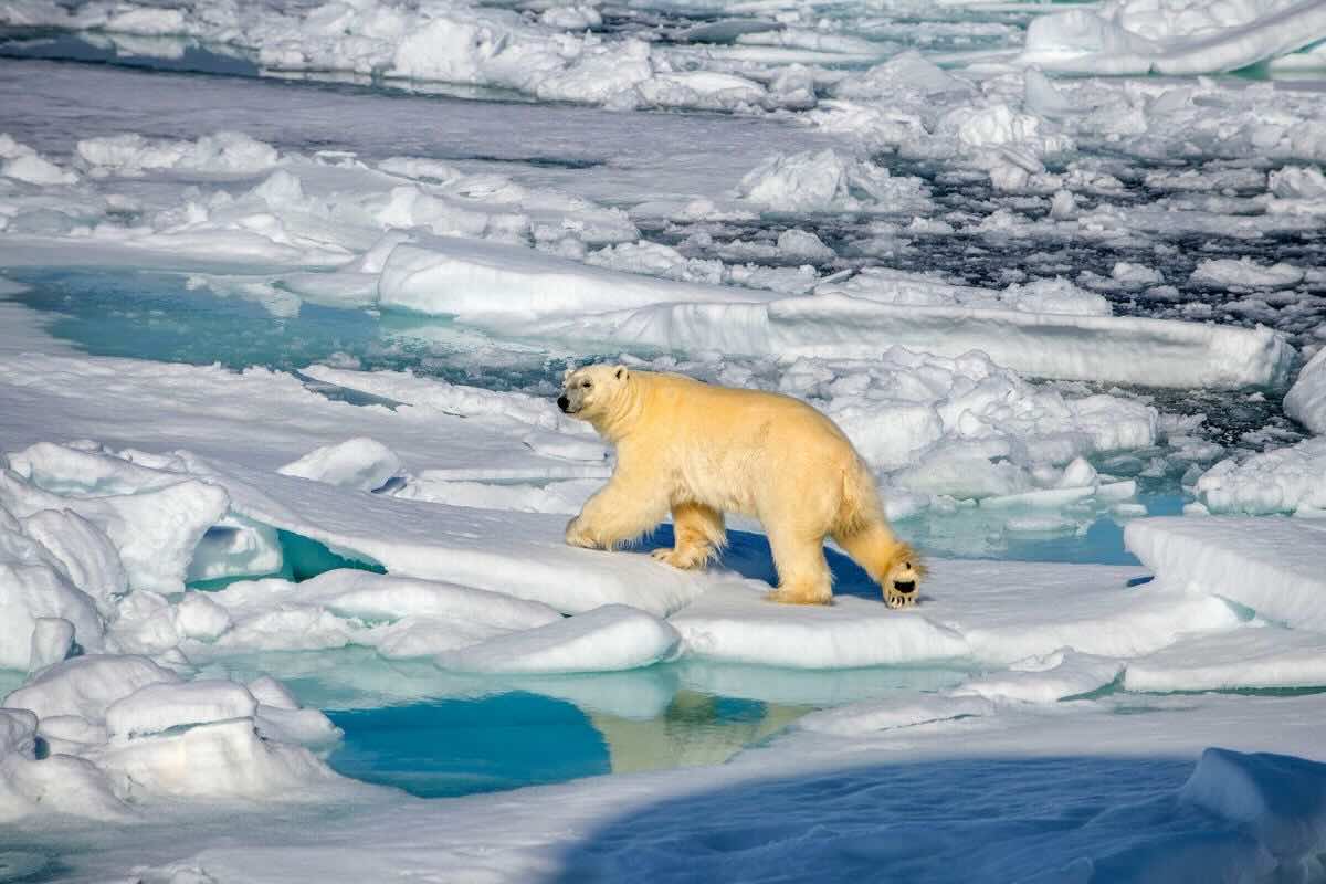 Oso polar recorriendo el polo norte. Foto por Sergi Reboredo.
