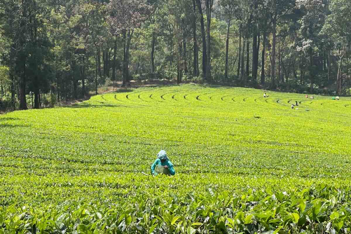 Terrenos destinados a las plantaciones de té. Foto de Tali Akuka y Andre Madera Ecoturismo Mundo.