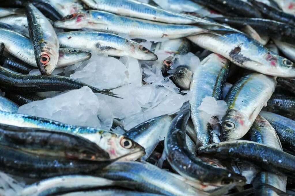 Conoce estos cinco tipos de pescados azules para aprovechar en casa