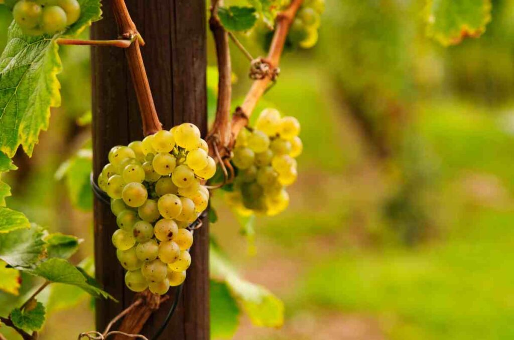 Conoce la historia y origen de la uva Riesling, una variedad ancestral 0