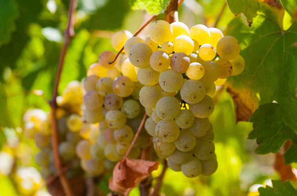 Conoce la historia y origen de la uva Riesling, una variedad ancestral 3