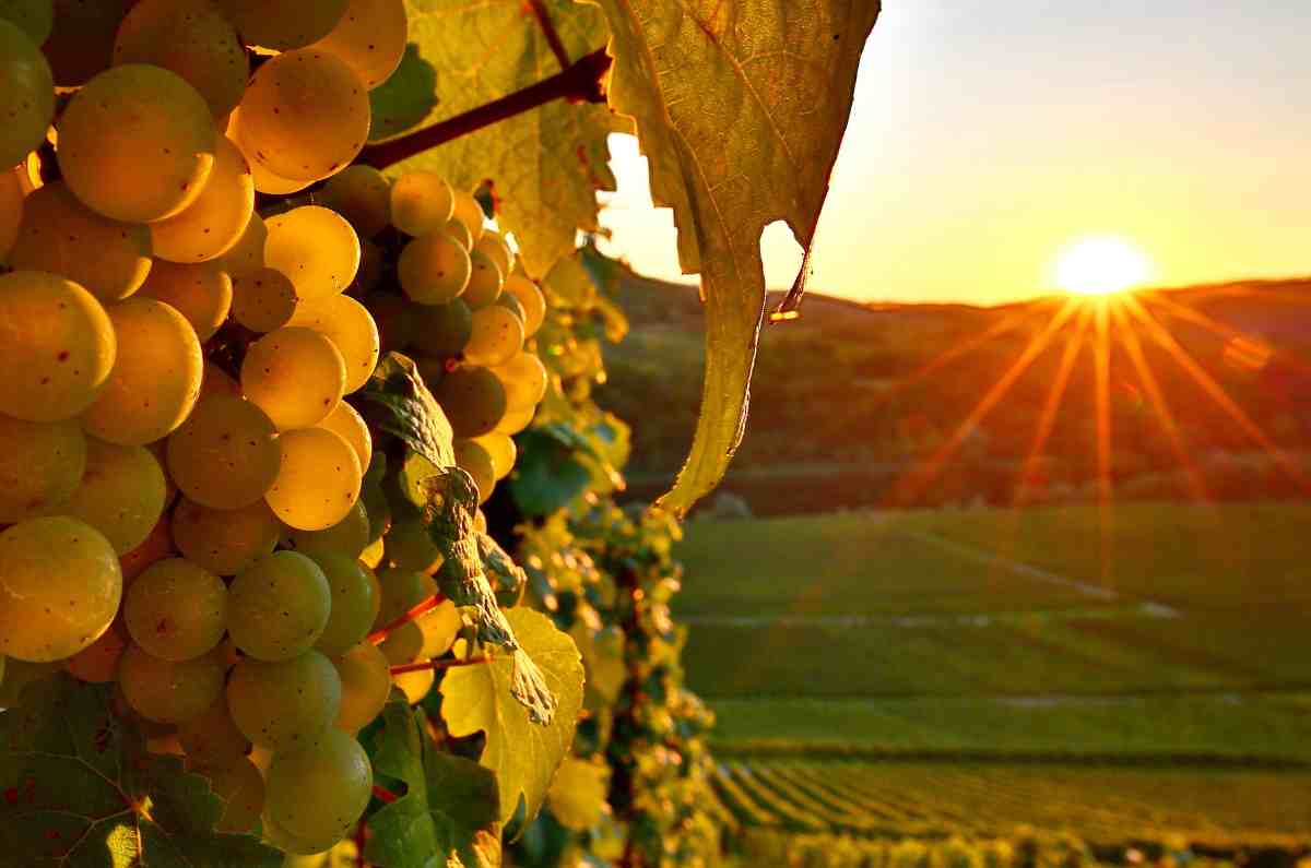 Conoce la historia y origen de la uva Riesling, una variedad ancestral
