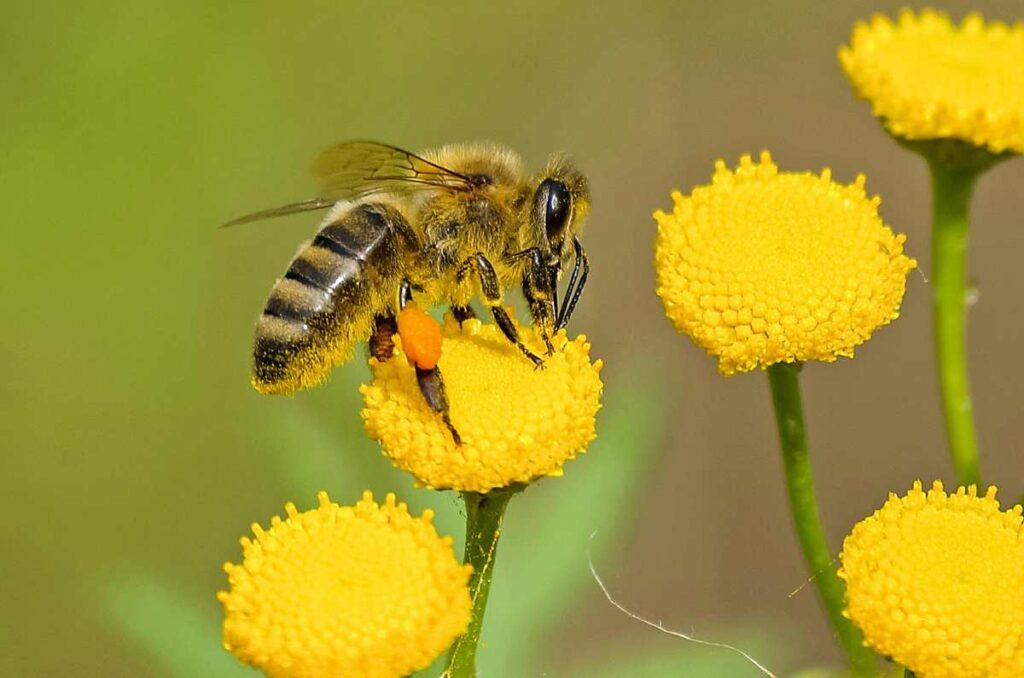 A de abeja: el sueño mexicano de salvar al mundo con miel