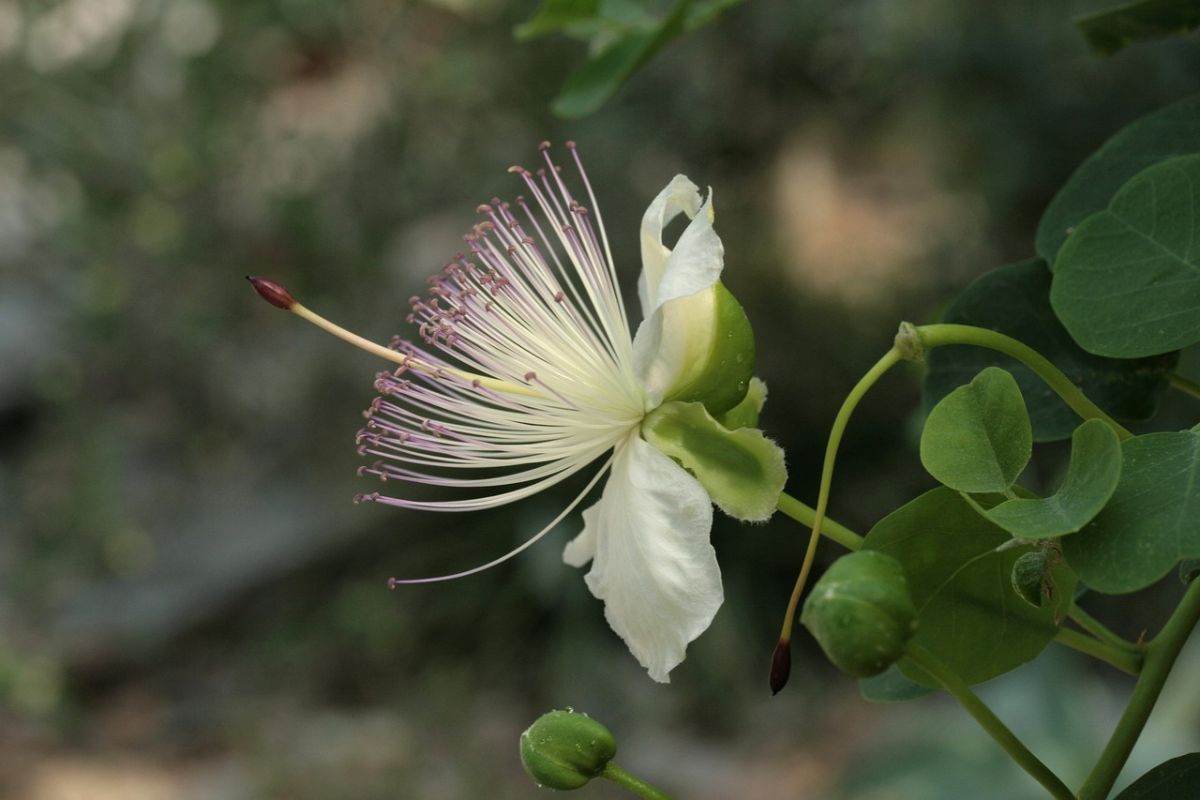 Planta Capparis spinosa. Foto de Flickr.