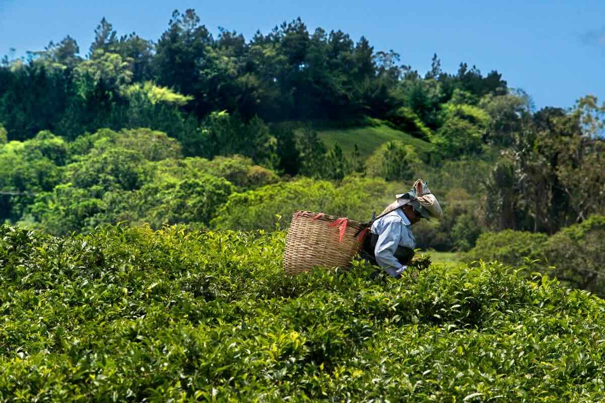 Hectáreas destinadas al cultivo de té. Foto por Sergi Reboredo.