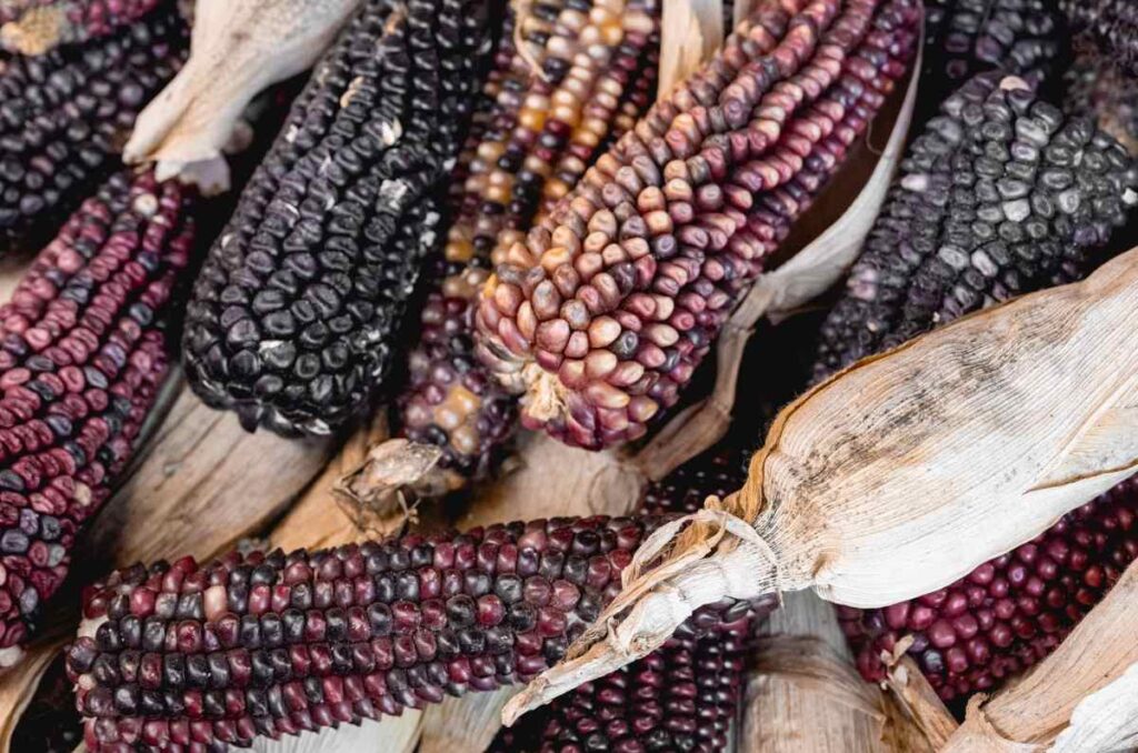 Maizajo, revivir la tradición ancestral del maíz