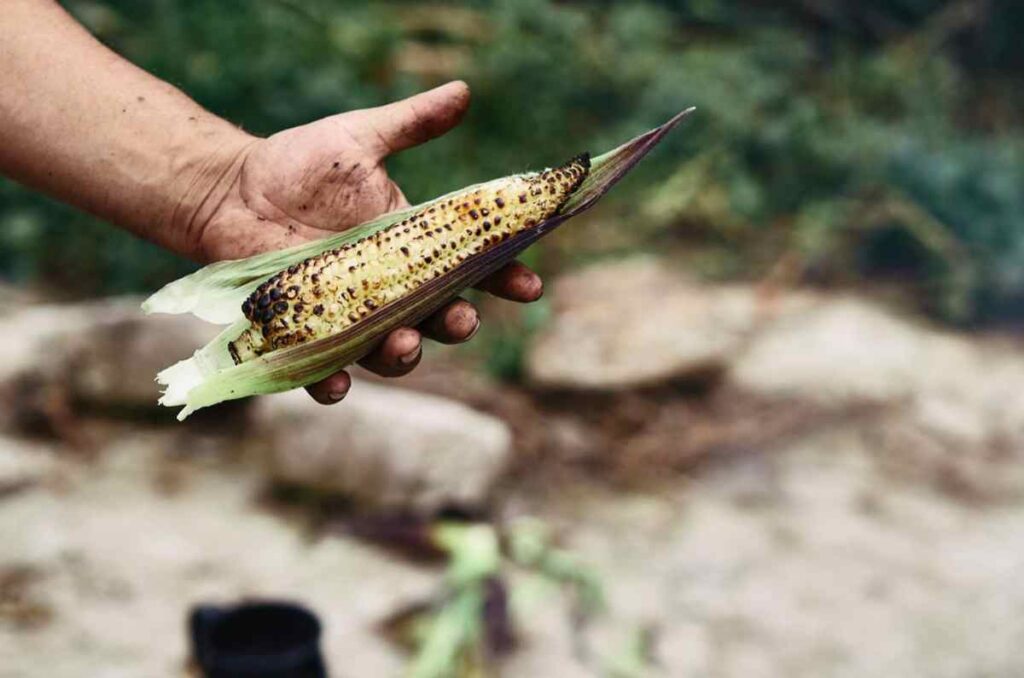 Maizajo, revivir la tradición ancestral del maíz 2