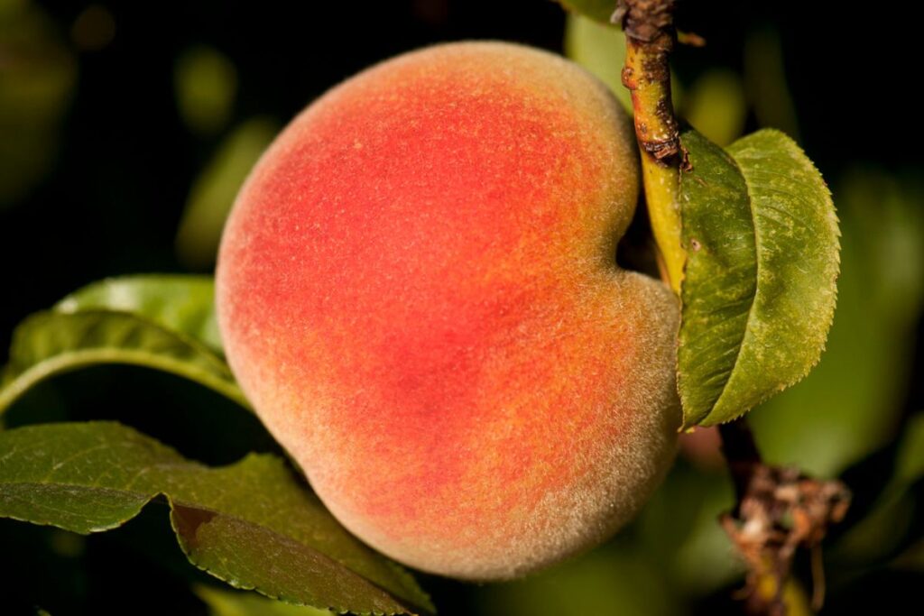 Peach fuzz fue definido como el color del 2024 por Panetone.