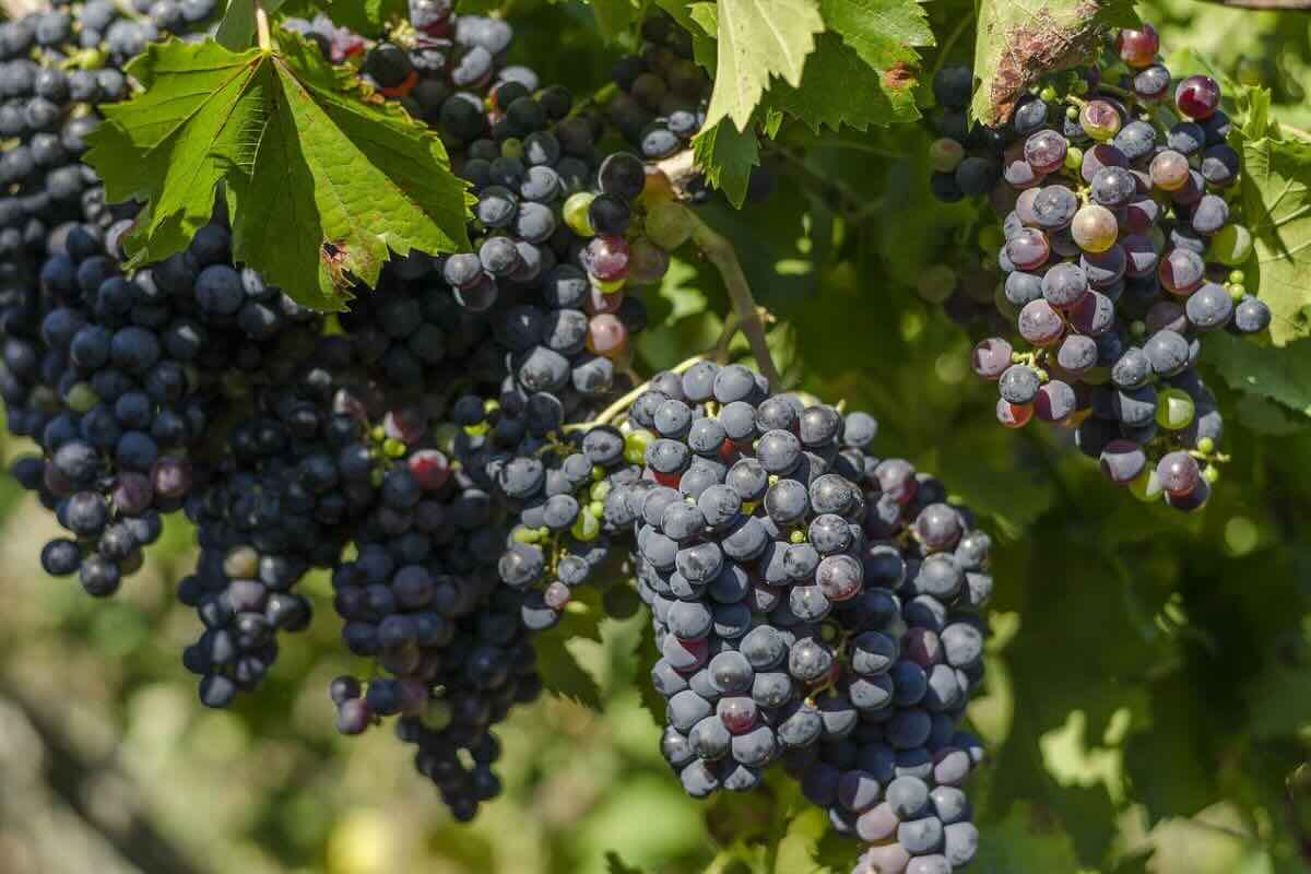 Especie de uva para producir vino. Foto de pixabay.com