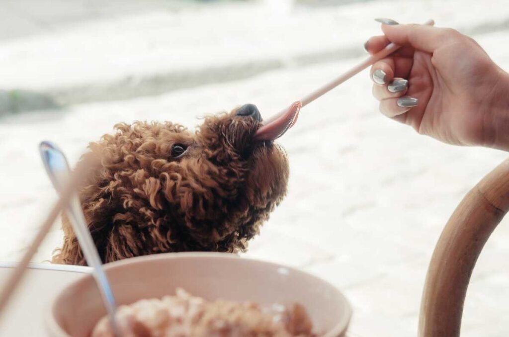 Postres para perritos deliciosos, saludables y fáciles de hacer