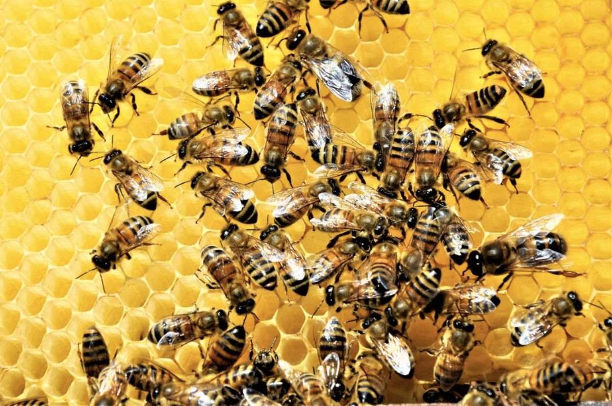 3 actividades en CDMX para festejar el Día de las Abejas