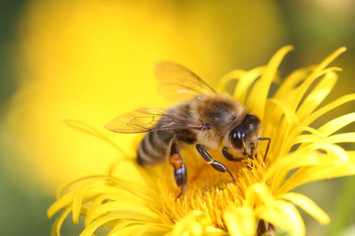 Abeja recolectando polen. Foto de Pixabay.com