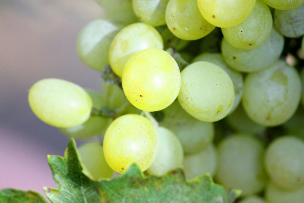 Los vinos de uva Chardonnay son realmente versátiles para maridar con comida internacional. 