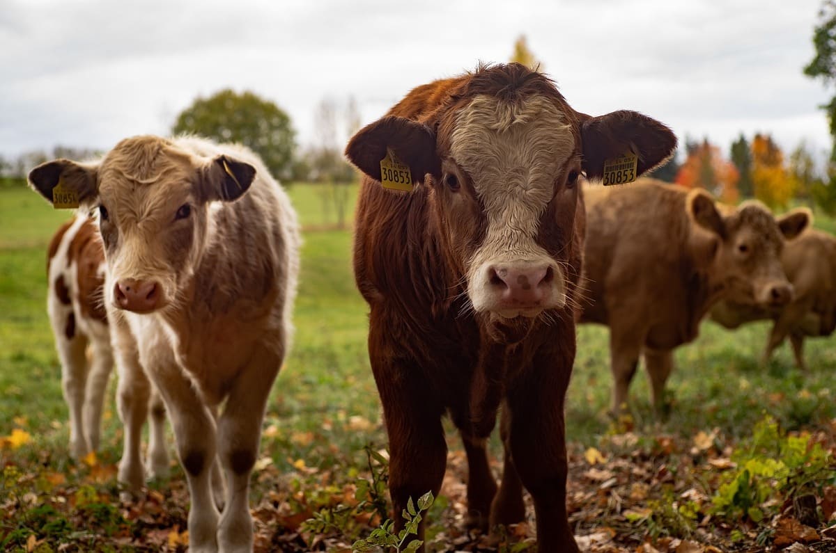 Carne sin antibióticos: qué es, cómo se obtiene y cómo identificarla