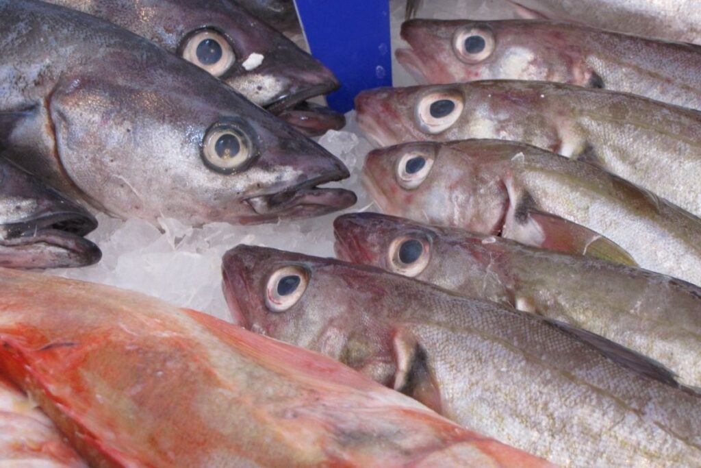 Existe un amplio listado de pescados disponibles en México que se pueden aprovechar en la cocina.