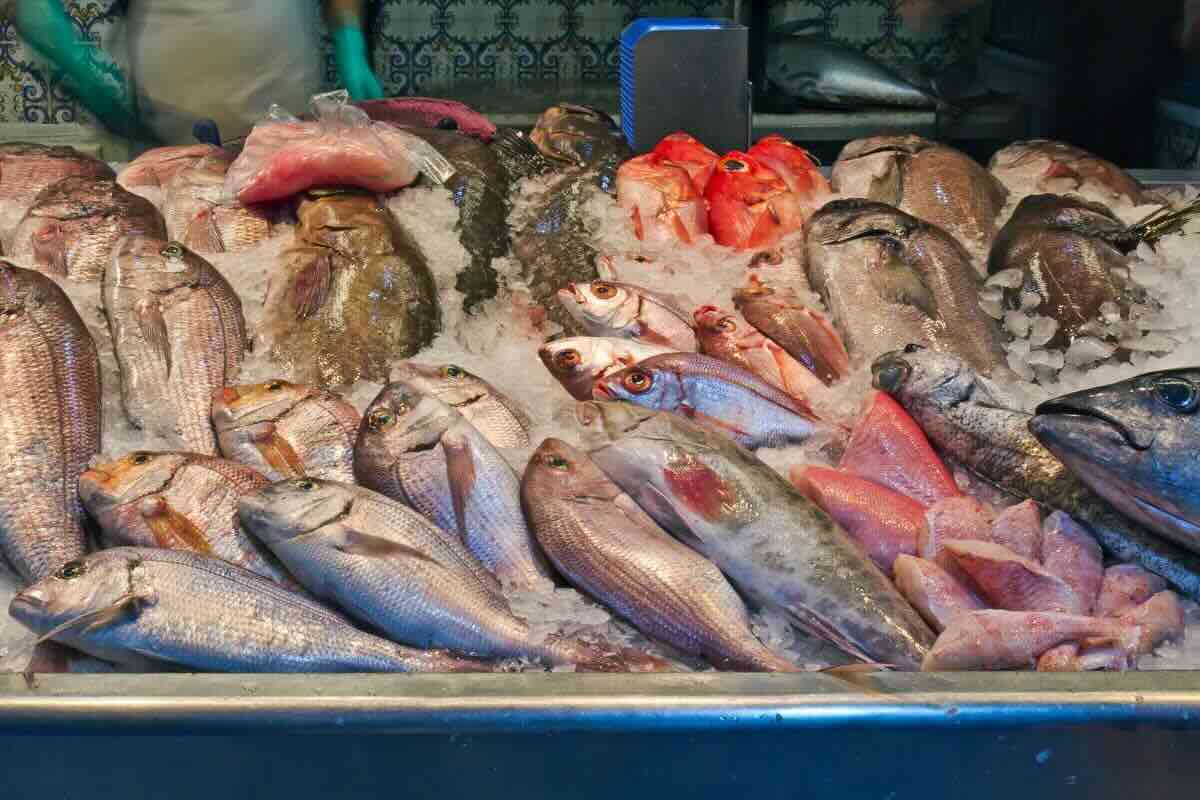 Pescados infravalorados en México que son una verdadera maravilla