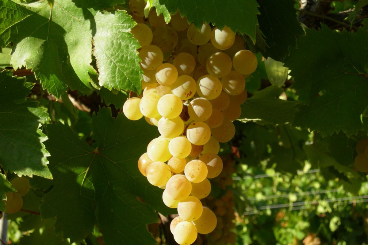 Uvas para preparar el pisco tradicional. Foto de Flickr.