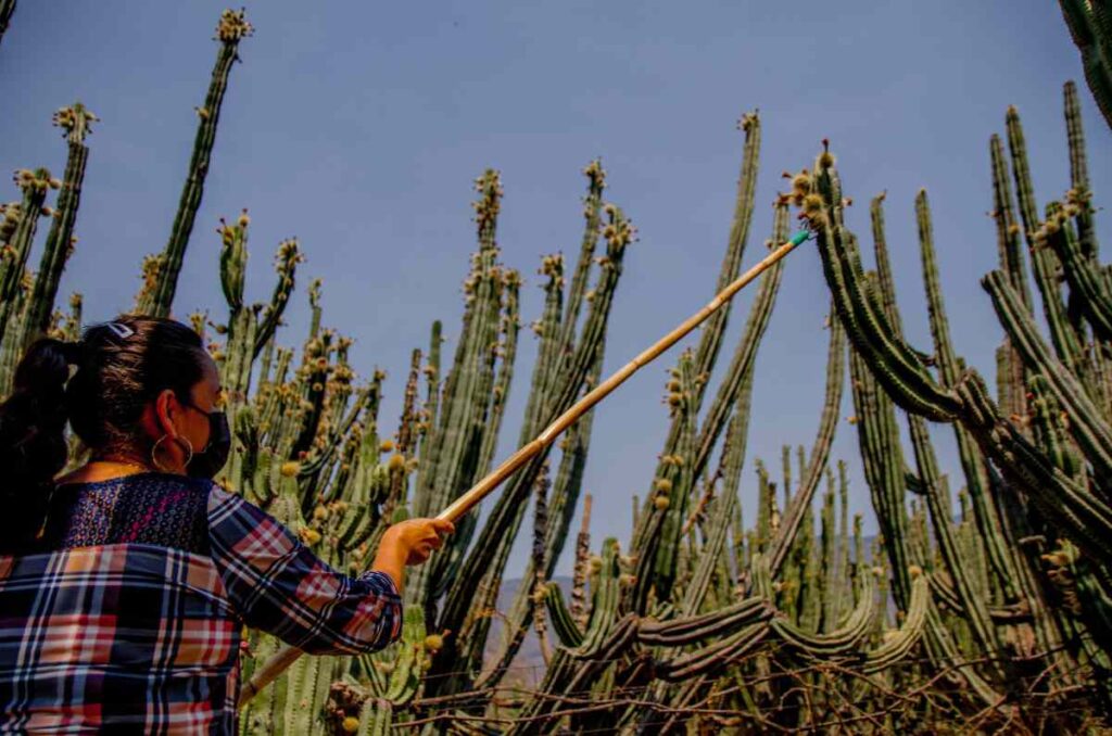 Pitayas, las frutas de Jalisco que conquistan paladares 0