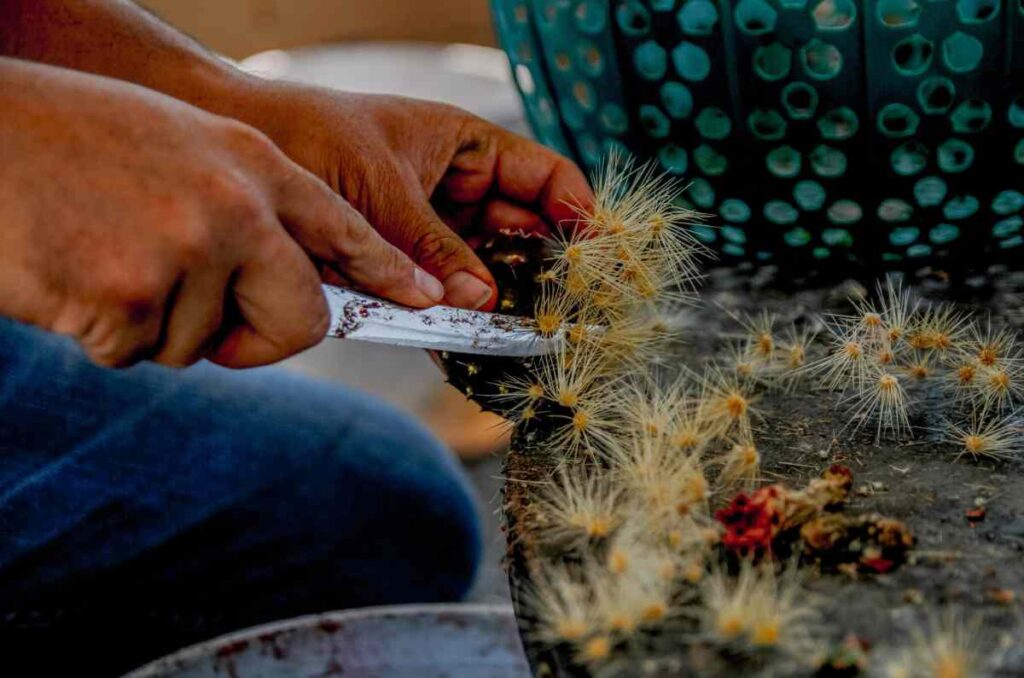Pitayas, las frutas de Jalisco que conquistan paladares 2