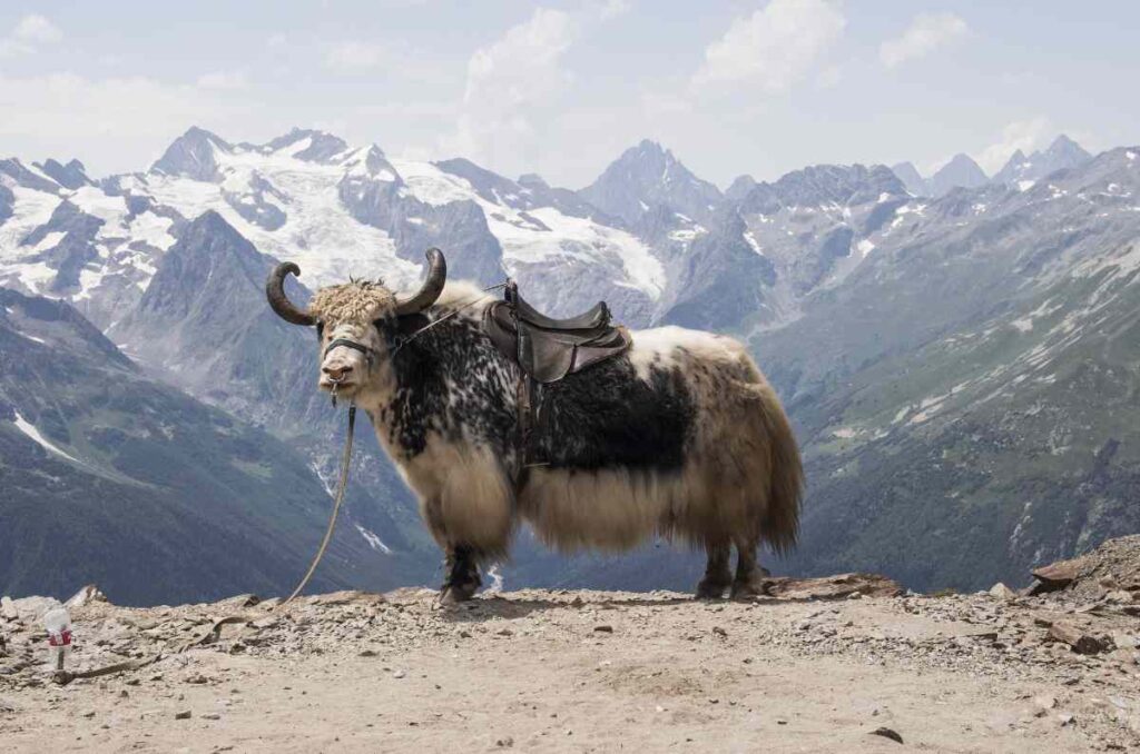 La historia y origen del Chhurpi: El queso de leche de yak del Himalaya 1