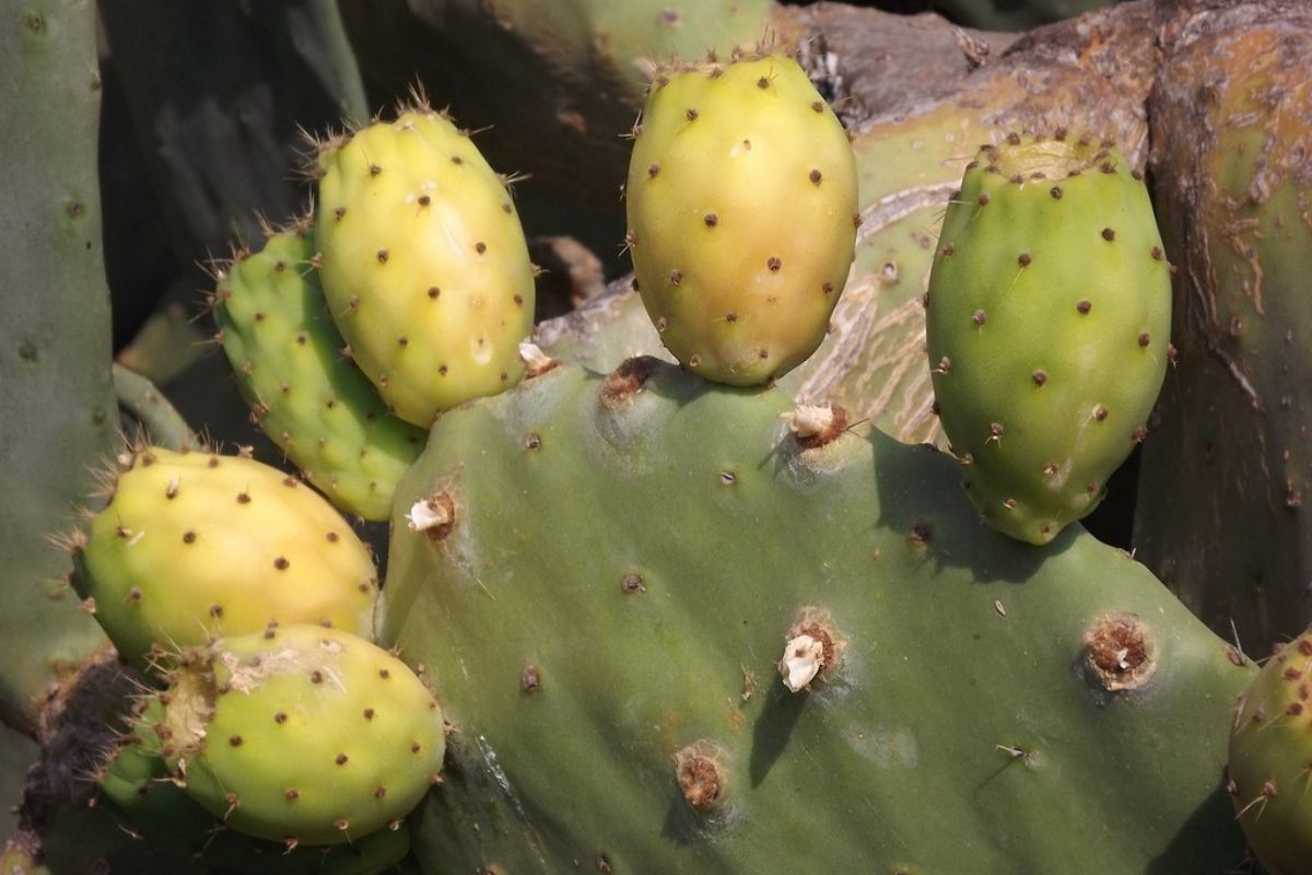 Especie conocida como nopal, donde crecen las tunas. Foto de Flickr.