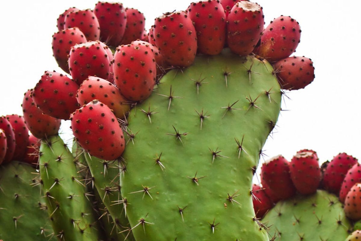 Fruta conocida como xoconostle. Foto de Flickr.