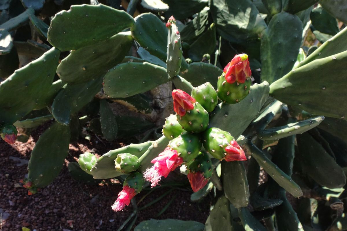 Especie de nopal conocida como xoconostle. Foto de Wikimedia Commons.