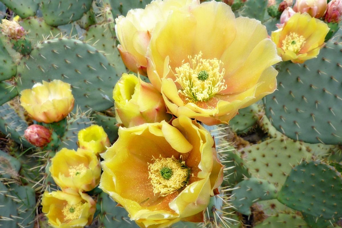 Flor amarilla que crece en el nopal coyote. Foto de Pexels.