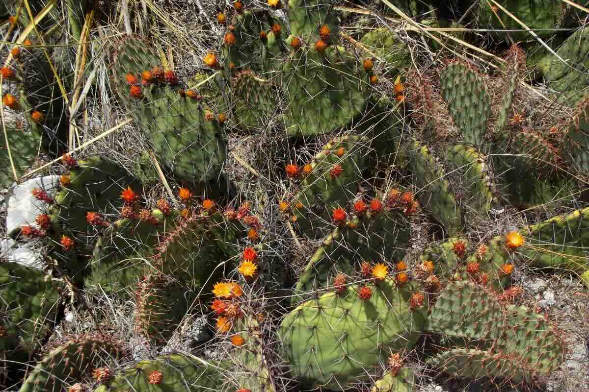 Especie de nopal con espinas grandes. Foto de PxHere.