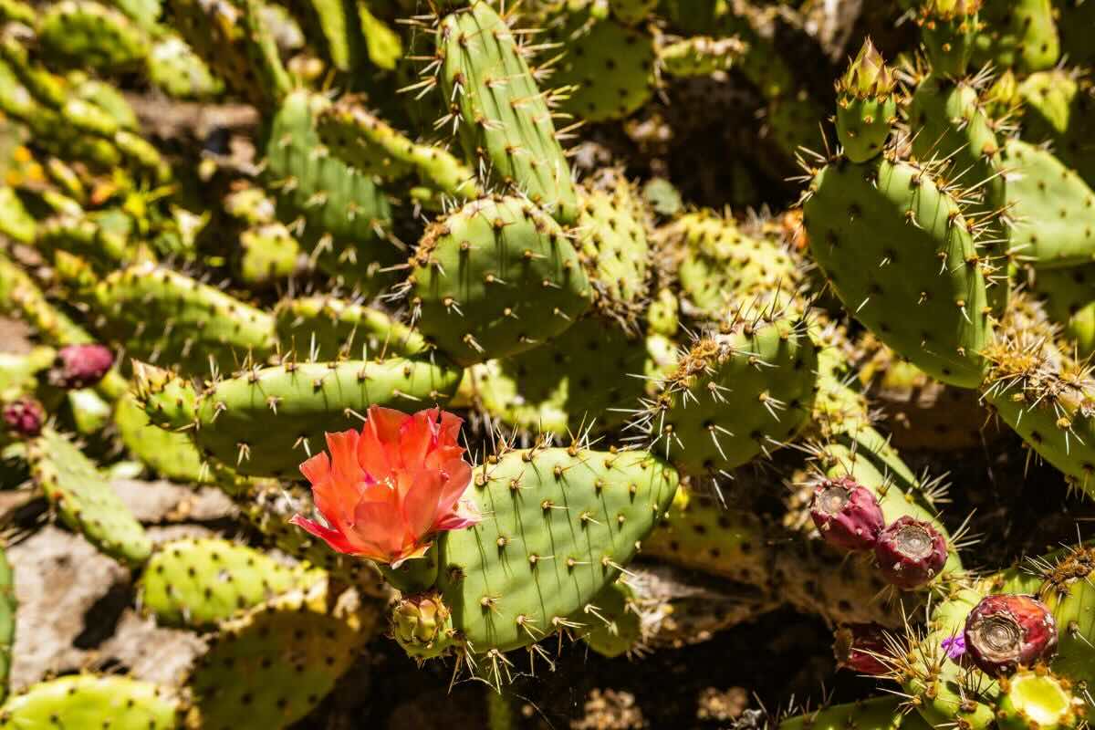 Especie de nopal con espinas grandes. Foto de PxHere.