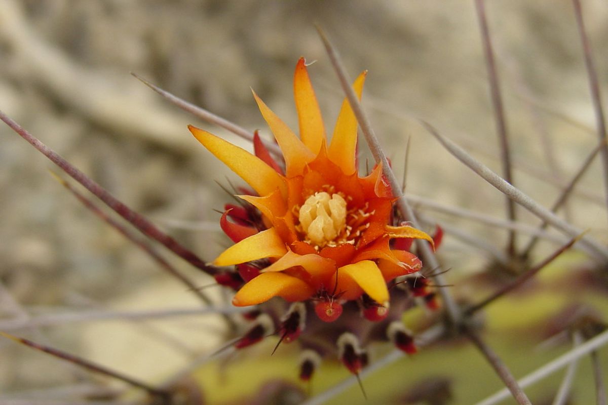 Flor que crece sobre los nopales. Foto de Pexels.