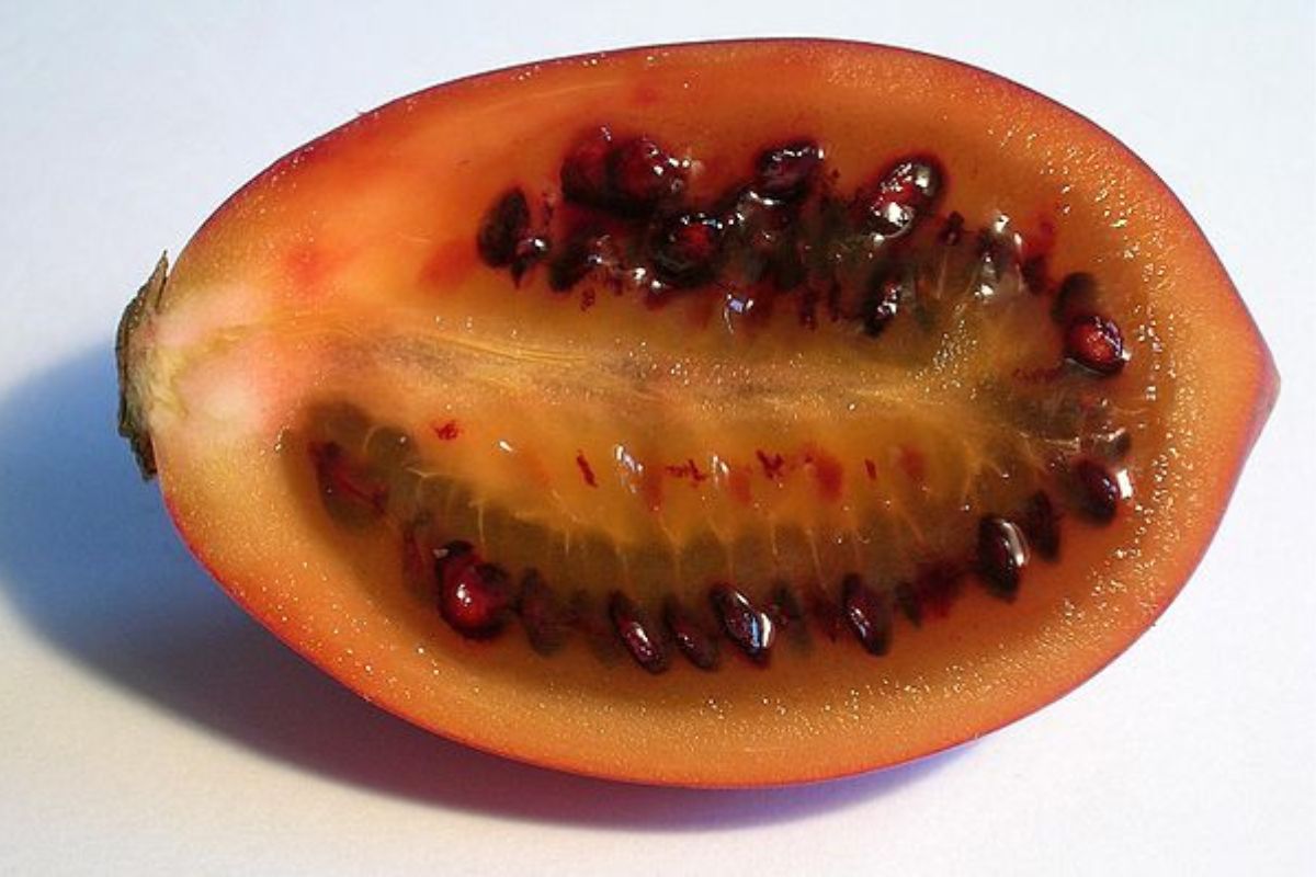 tomate-de-arbol-fruta-exotica-1