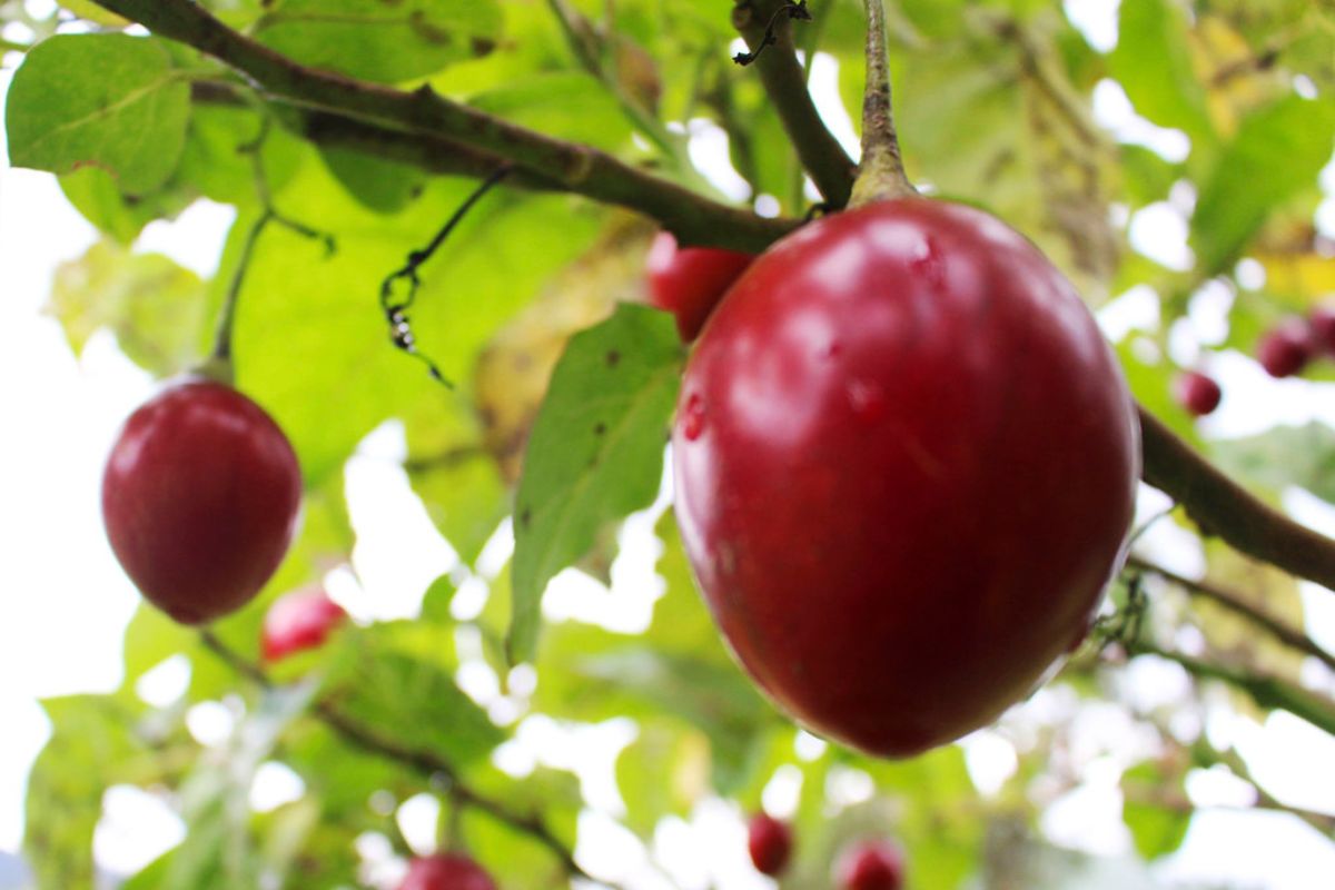 Punto de maduración adecuado del tomate de árbol. Foto de Flickr.