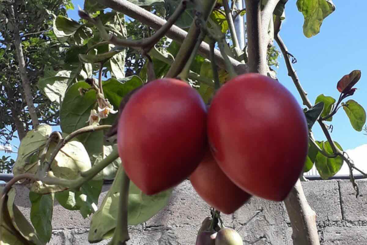 Punto de maduración adecuado del tomate de árbol. Foto de Flickr.