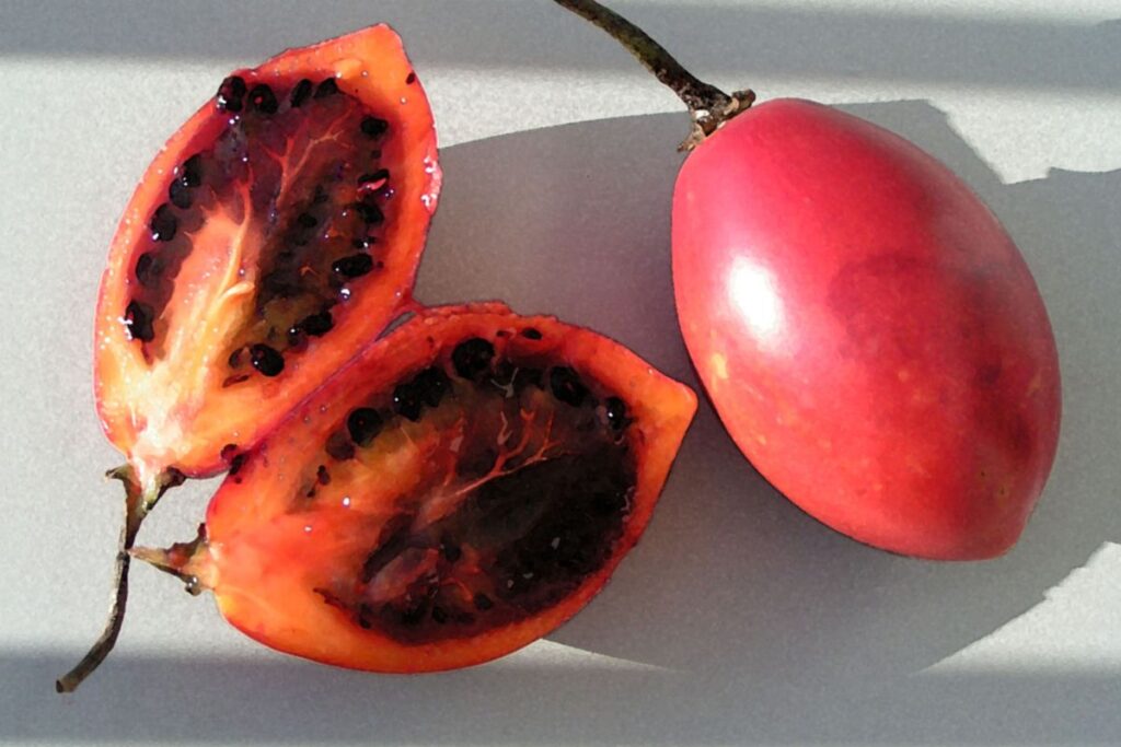 Tomate de árbol: Propiedades y cómo utilizar esta fruta exótica en la cocina