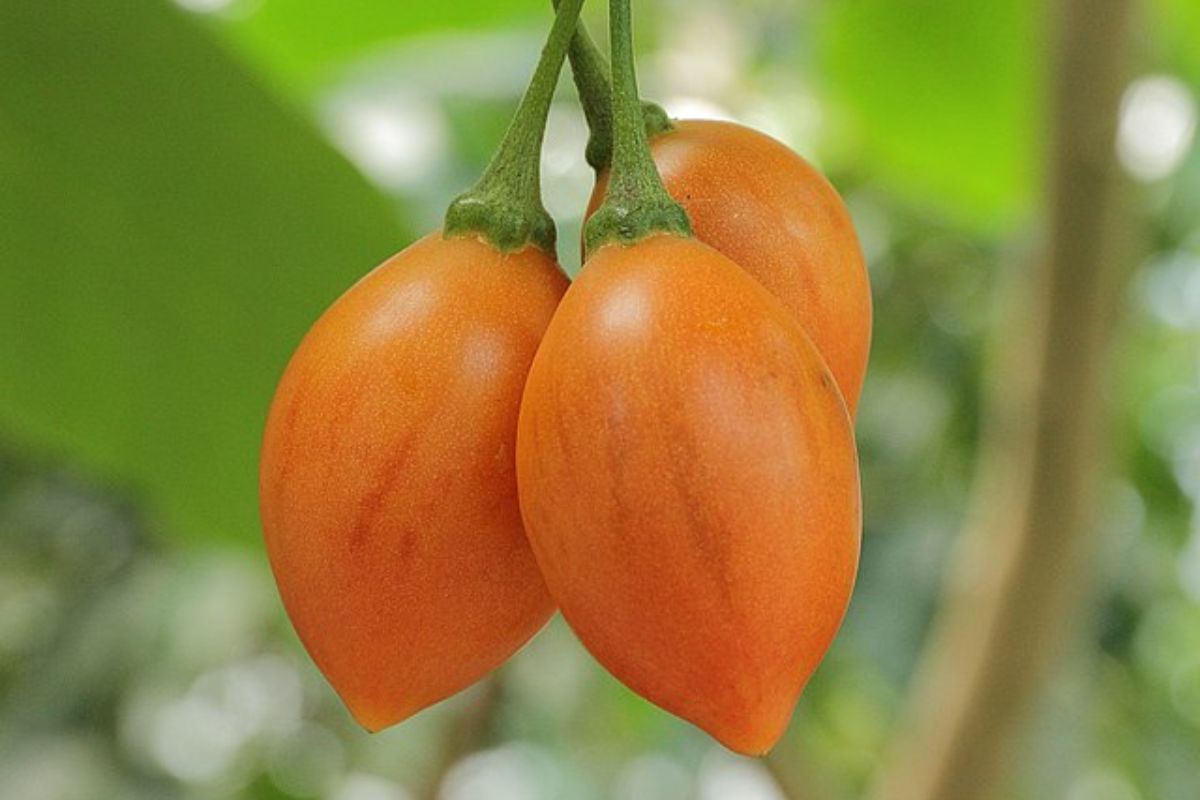 Tomate de árbol en desarrollo. Foto de Wikimedia Commons.