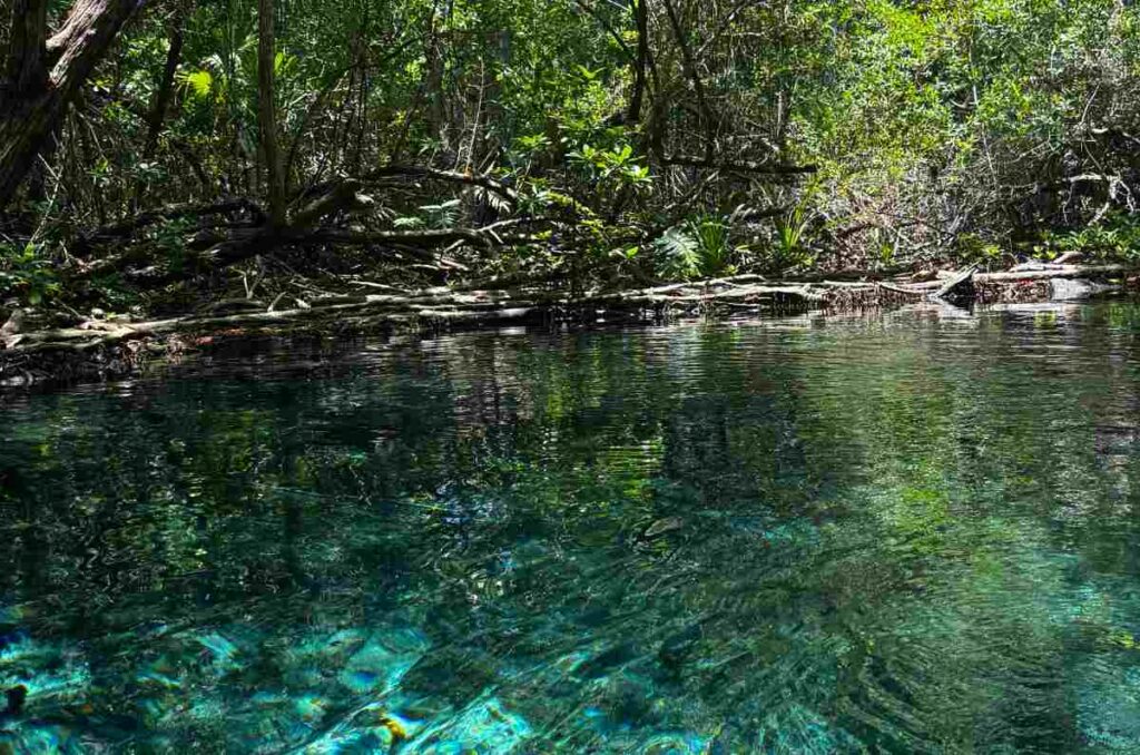 Desde manglares hasta un picnic en la playa, así vivimos un día en Sisal, Yucatán