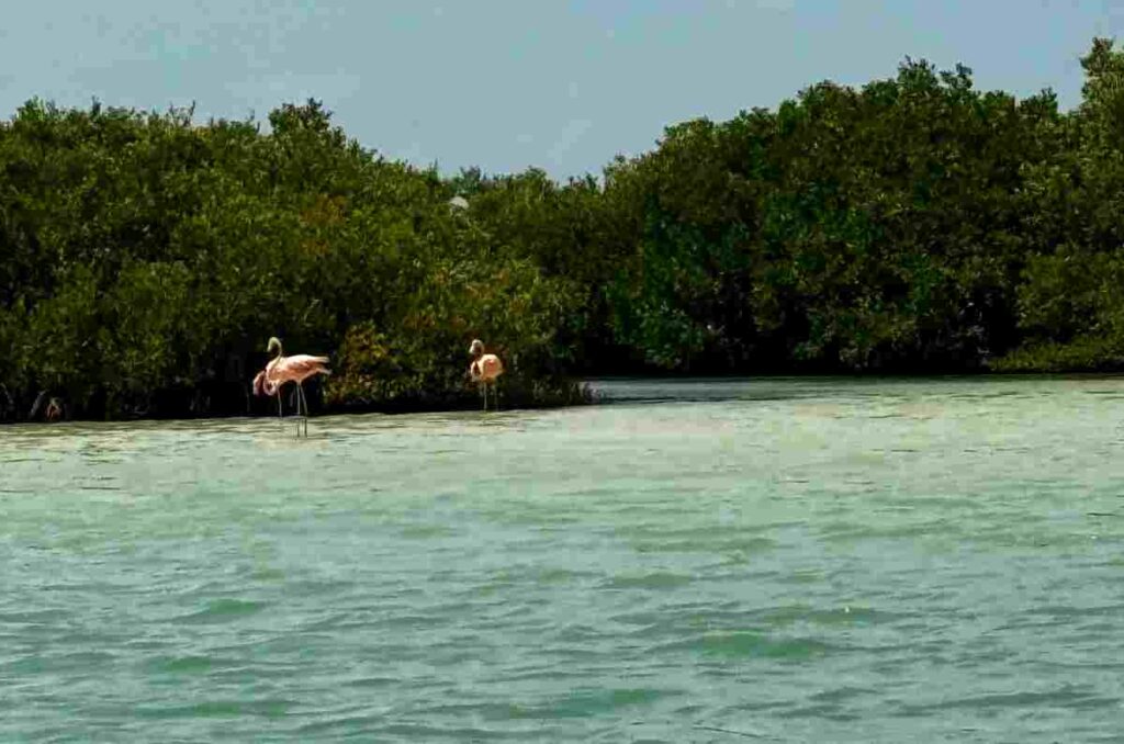 Desde manglares hasta un picnic en la playa, así vivimos un día en Sisal, Yucatán 0