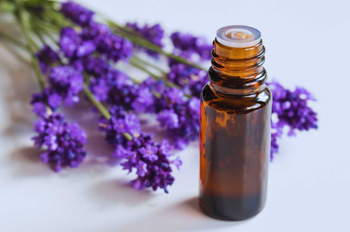 ¿Cómo hacer aceite esencial de lavanda en casa?