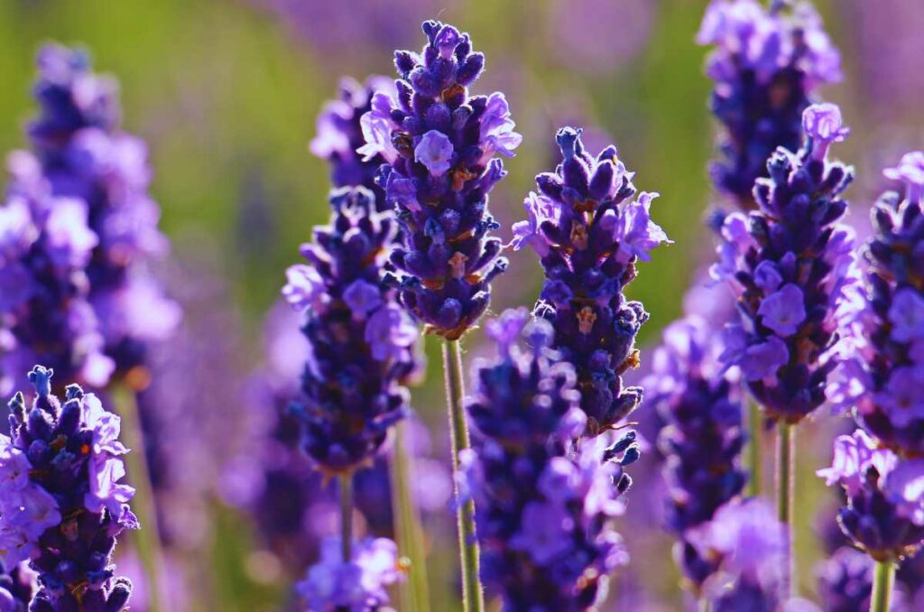 Aceite esencial de lavanda